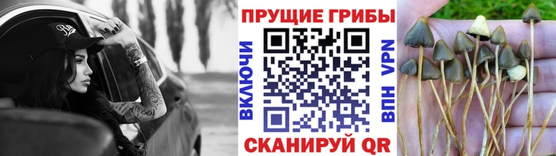 Псилоцибиновые грибы прущие грибы Купить закладки Севск